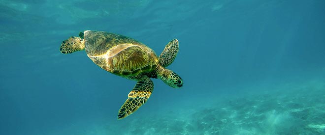 Unterwasserkamera Schildkrötenfotografie